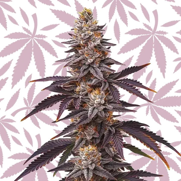 Blueberry Fast Version cannabis strain plant
