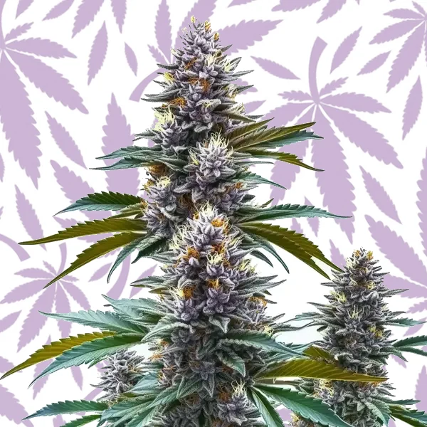Blueberry Kush Regular cannabis strain plant