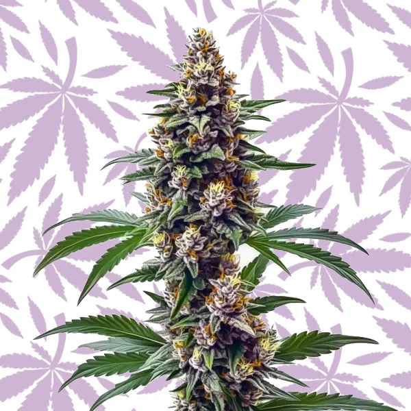 Blueberry Regular cannabis strain plant
