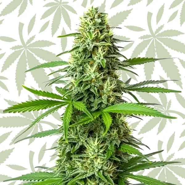 Blueberry x Big Bud Auto cannabis strain plant