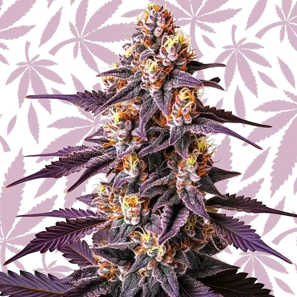 Blueberry x Big Devil Auto cannabis strain plant