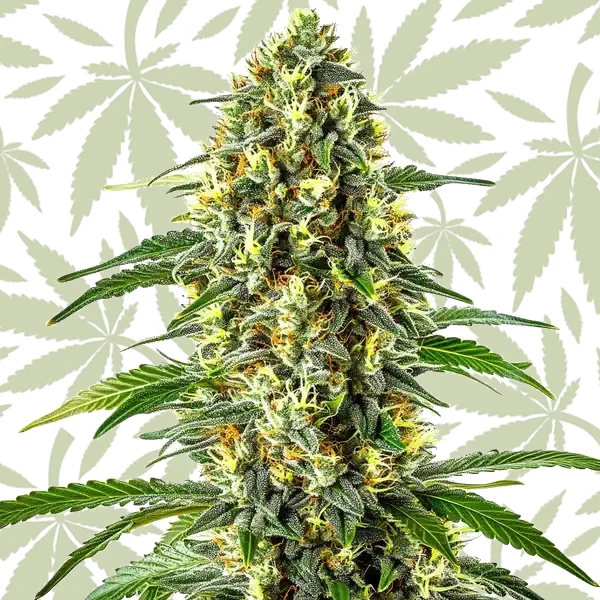 Blueberry x Cream Cheese Auto cannabis strain plant