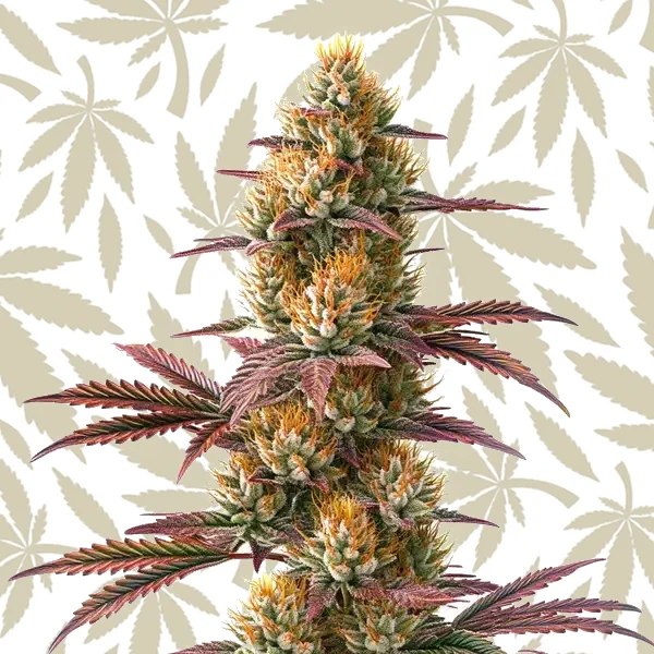 Blueberry x Jack Herer Auto cannabis strain plant