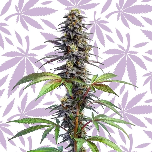 Blueberry x Lemon Haze Auto cannabis strain plant