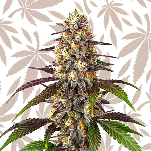 Blueberry x Mazar Auto cannabis strain plant