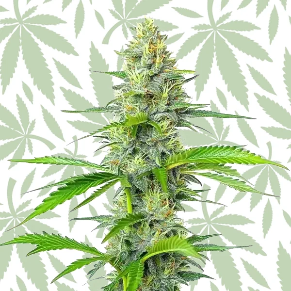 Blueberry x White Widow cannabis strain plant