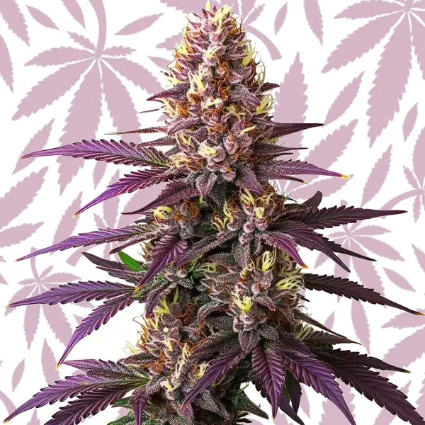 Blueberry cannabis strain plant