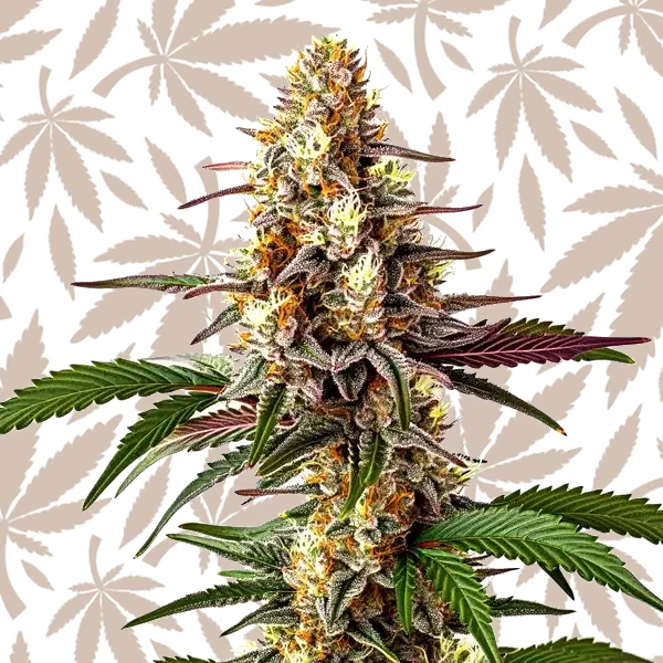 Blunicorn #5 cannabis strain plant