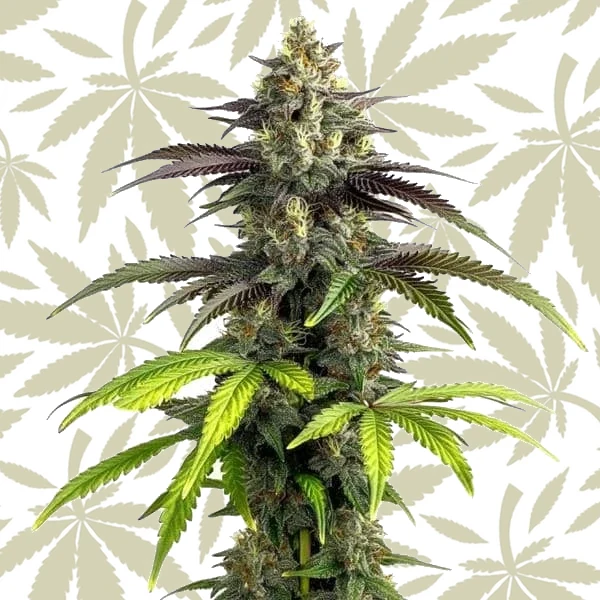 Bruce Banner 2.0 cannabis strain plant
