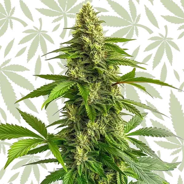 Bruce Banner #3 FBV cannabis strain plant