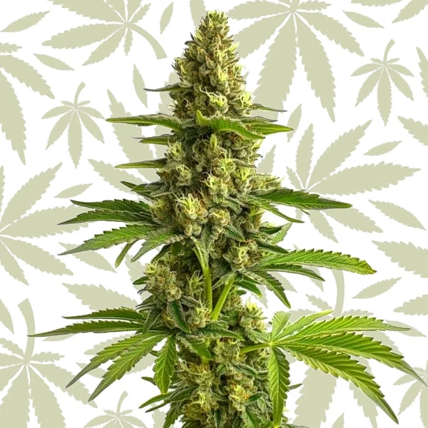 Bruce Banner #3 cannabis strain plant