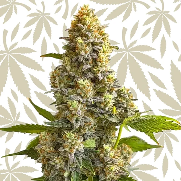 Bruce Banner Autoflower cannabis seed pack