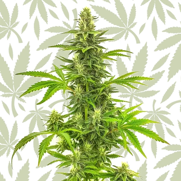 Bruce Banner Fast Version cannabis seed pack