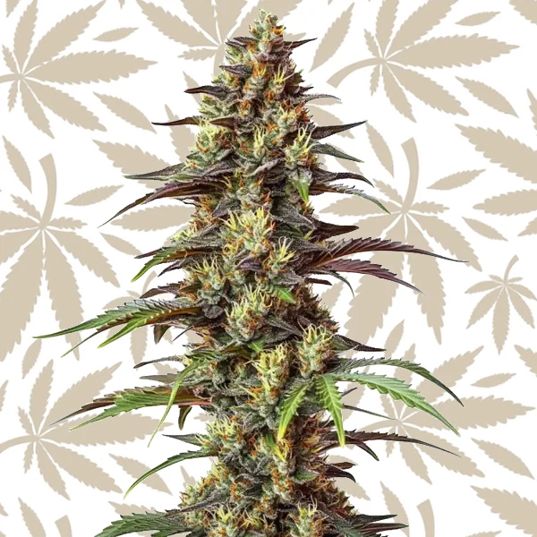 Bruce Banner Regular cannabis seed pack