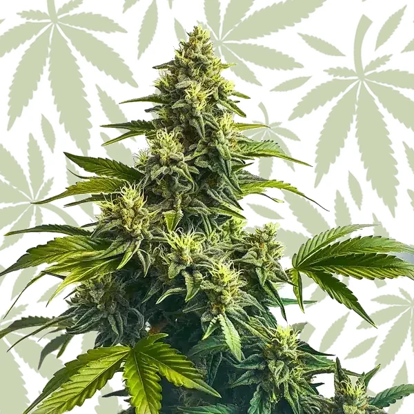 Bruce Banner x Carmen cannabis strain plant