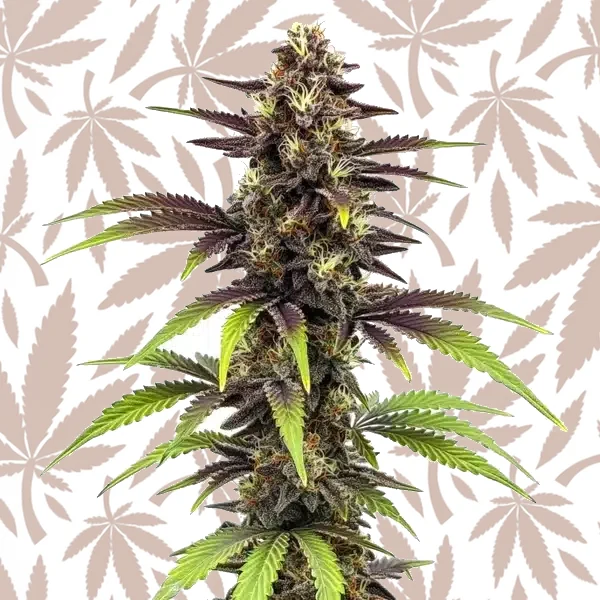 Bruce Banner x Do-Si-Dos cannabis strain plant
