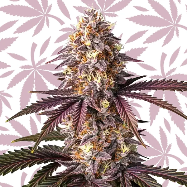 Bruce Banner x Grape cannabis strain plant