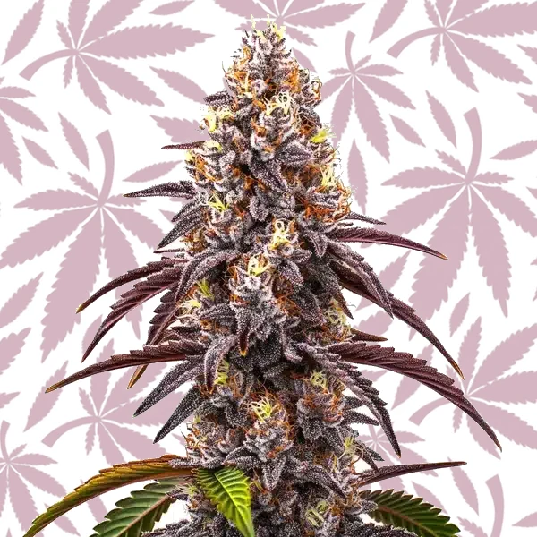 Bruce Banner x Grapefruit Regular cannabis strain plant