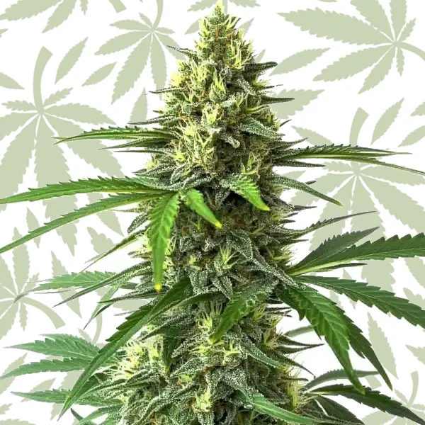 Bruce Banner x Kali Mist cannabis strain plant