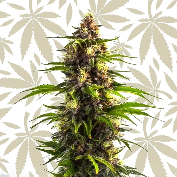 Bruce Banner x Mochalope cannabis seed pack