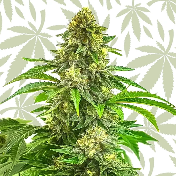 Bruce Banner x Tropi BCN Regular cannabis strain plant
