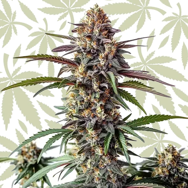 Bruce Banner x White Russian cannabis strain plant