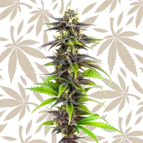 Bubba’s Gift cannabis strain plant