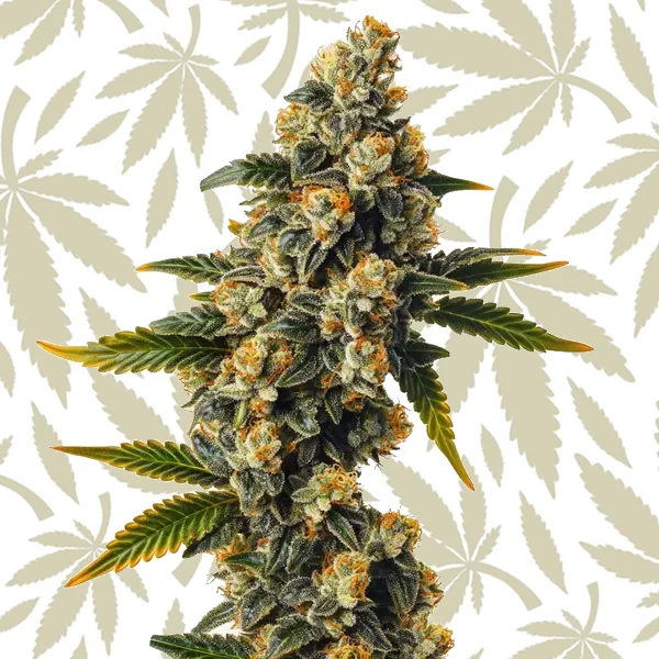 Bubba Kush Autoflower cannabis strain plant