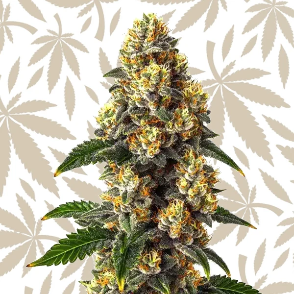 Bubba Kush cannabis strain plant