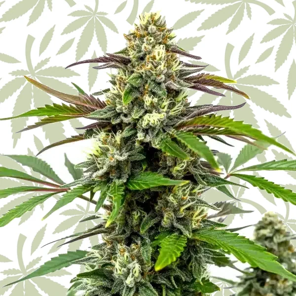 Paquete de semillas de cannabis Bubble Gum Sherb