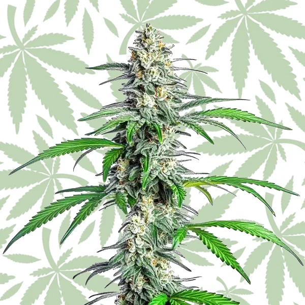 Bubblegum Cookies cannabis strain plant