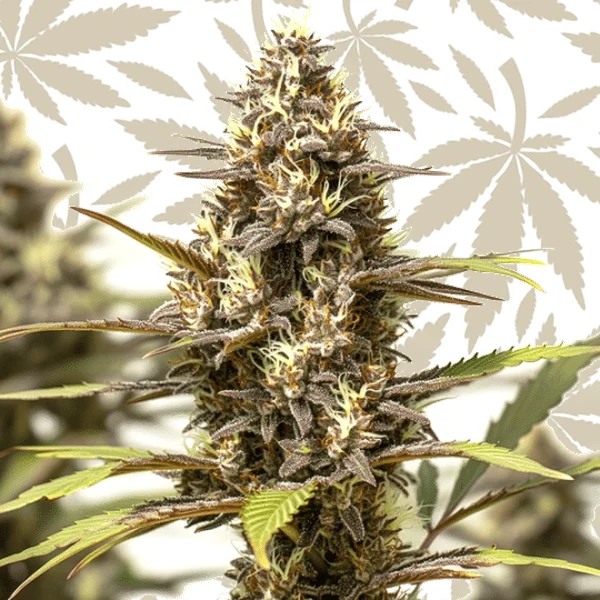 Bubblegum Gelato cannabis strain plant