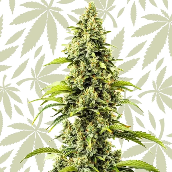 Bubblegum Haze cannabis strain plant