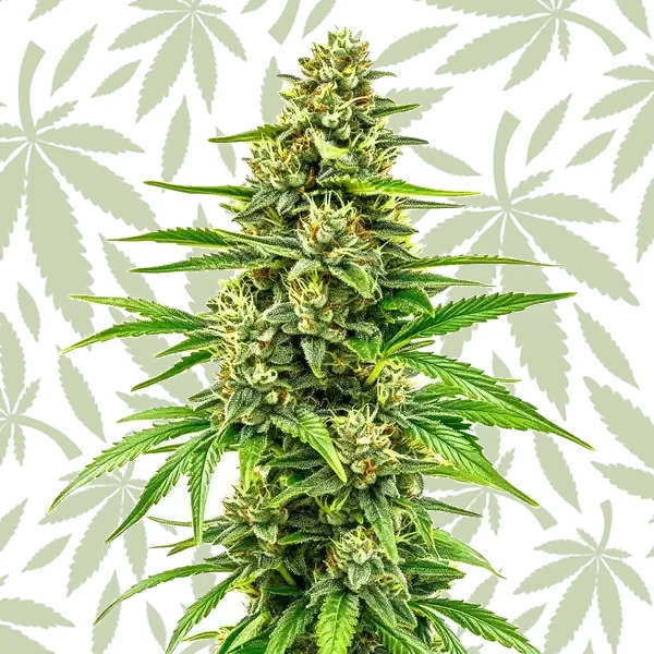 Bubblegum Regular cannabis strain plant