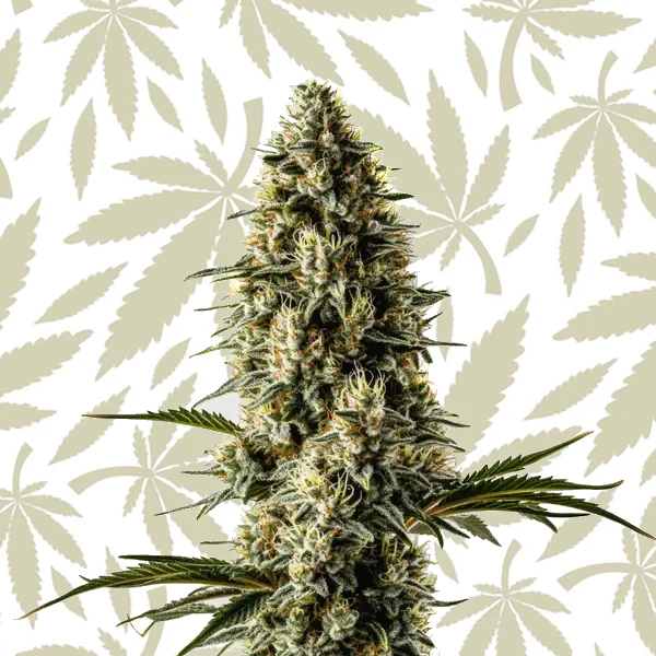 Bubblegum cannabis seed pack