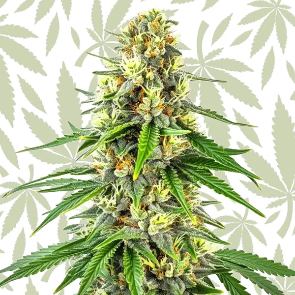 Budmint cannabis strain plant