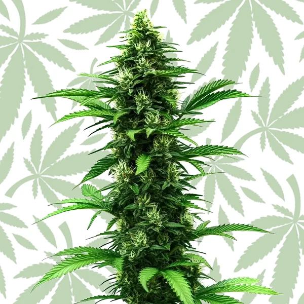 C Banana cannabis strain plant