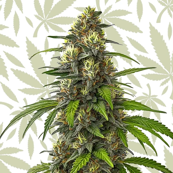 Cafe Racer Autoflower cannabis strain plant