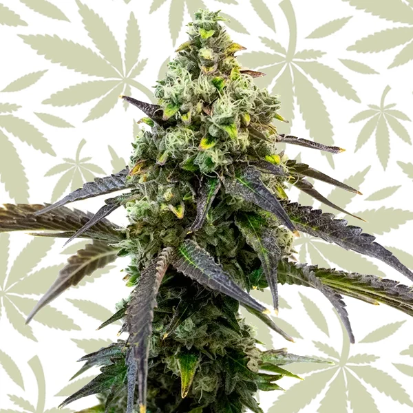 Cafe Racer cannabis strain plant