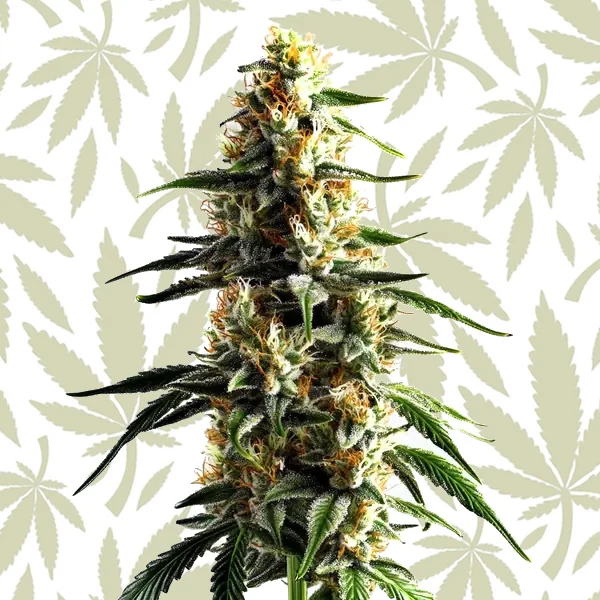 Cake Batter cannabis strain plant