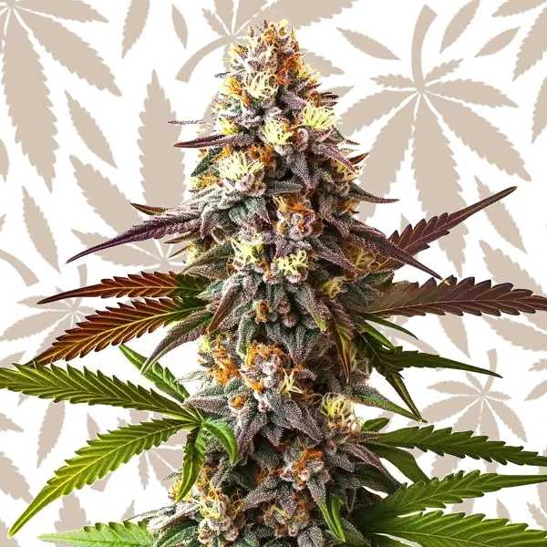 Cake Bomb Fast Version cannabis strain plant