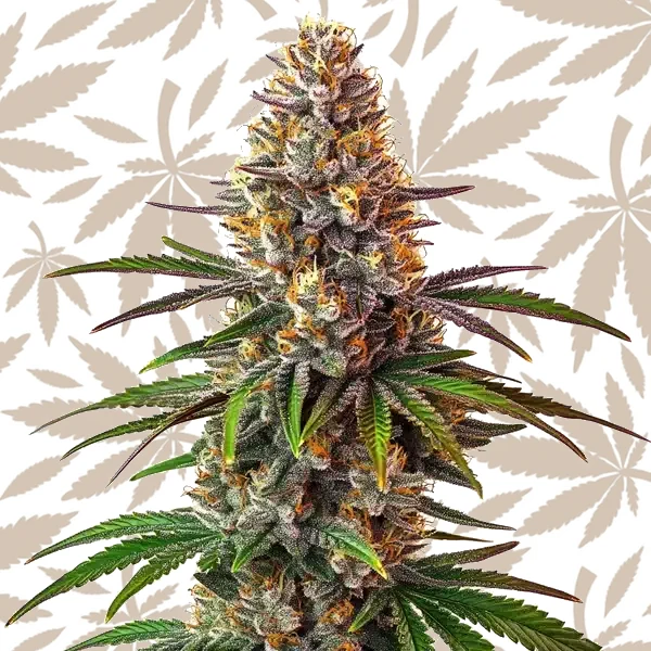 Cake Bomb Regular cannabis strain plant