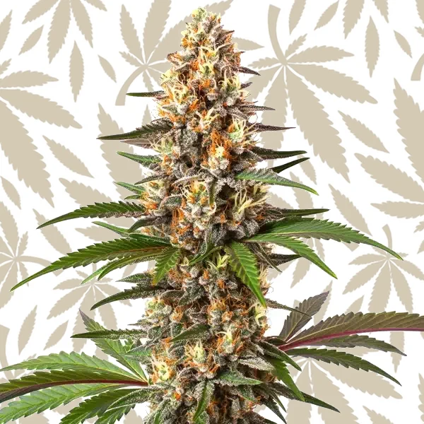 Cake Bomb cannabis strain plant