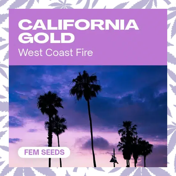 California Gold cannabis strain plant