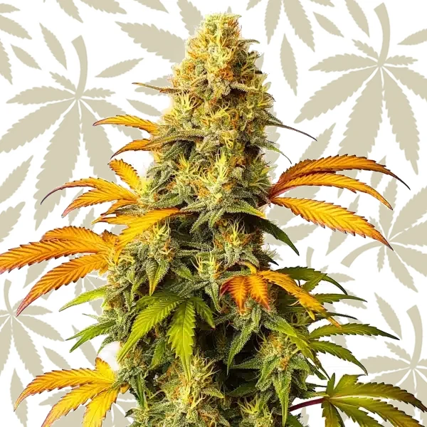 California Hash Plant cannabis strain plant