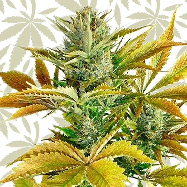 California Haze cannabis strain plant