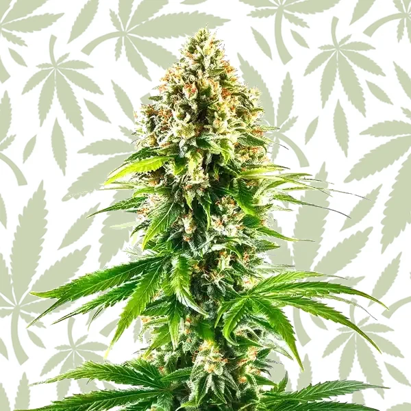 California Orange Regular cannabis strain plant