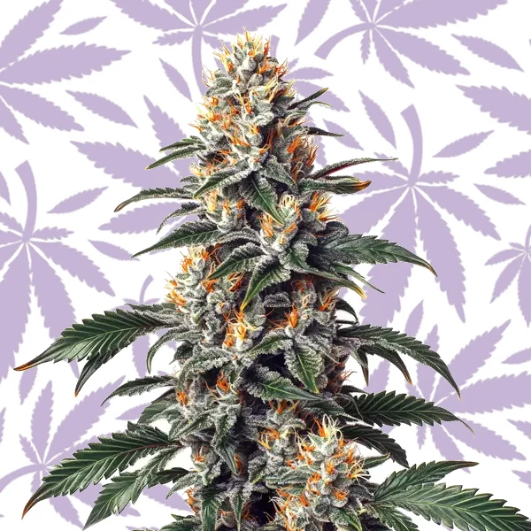 California Orange x Skunk cannabis strain plant