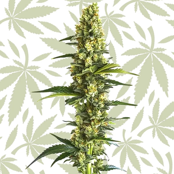 Candy Kush Fast Version cannabis strain plant
