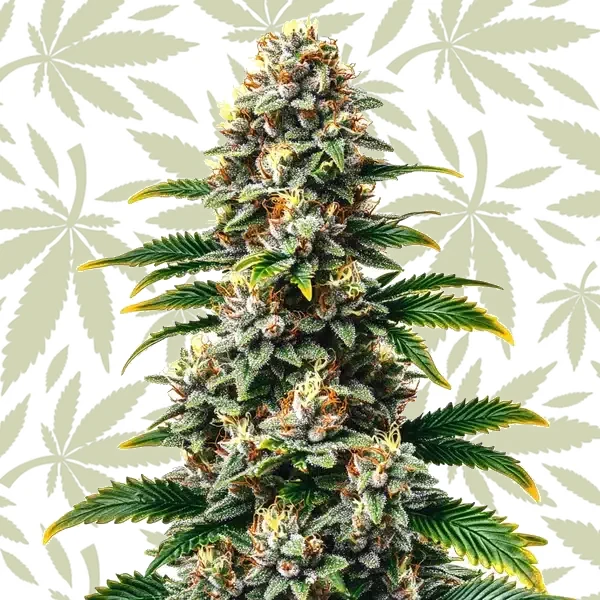 Candy Kush Regular cannabis strain plant